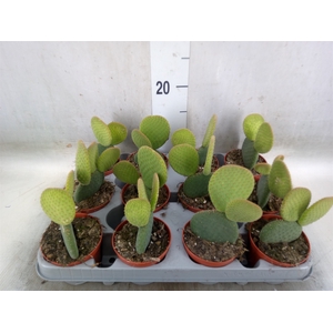 Opuntia microdasys