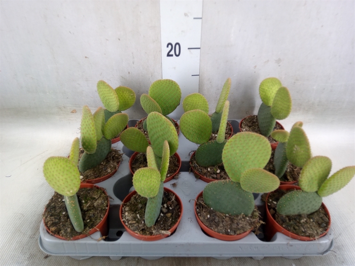 <h4>Opuntia microdasys</h4>