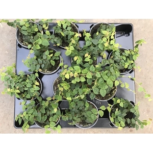 FICUS PUMILA P6