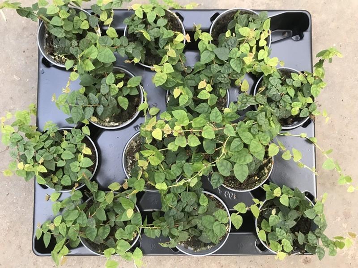 <h4>FICUS PUMILA P6</h4>