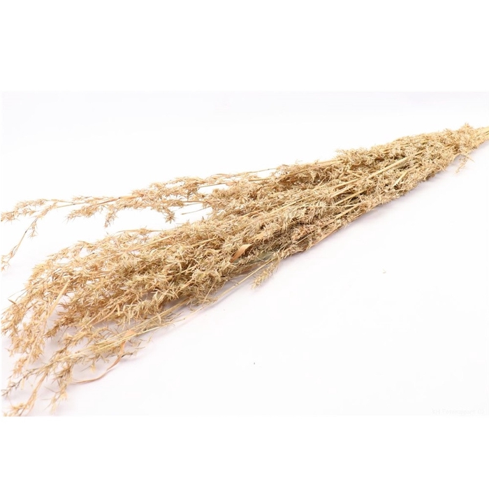 <h4>Droogbloem Beta grass 100cm</h4>