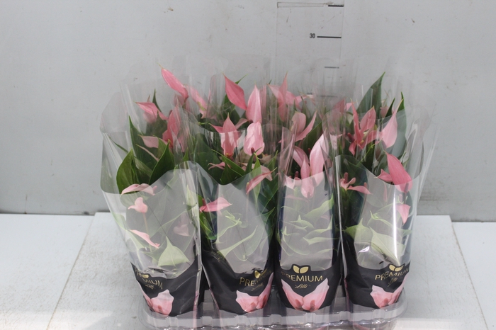 <h4>ANTHURIUM LILLI P09 PREMIUM</h4>