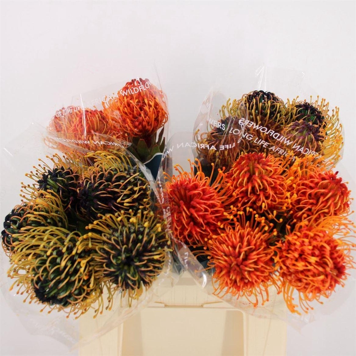 <h4>Leuco Jelena Mixed Colours</h4>