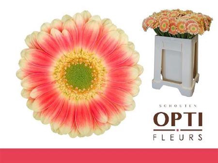 <h4>Ge Mi Tompouce</h4>