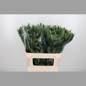 Alstroemeria Rockstar 75 Gram