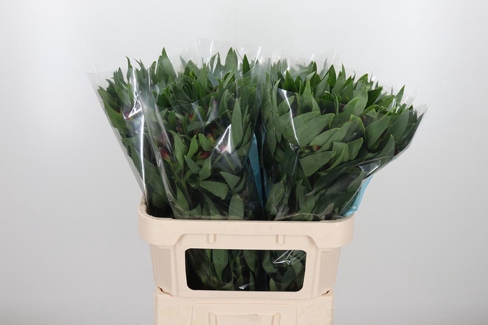 <h4>Alstroemeria Rockstar 75 Gram</h4>