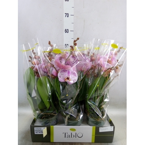 Phalaenopsis   ...rose