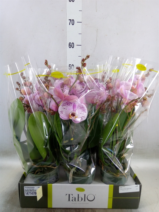 <h4>Phalaenopsis   ...rose</h4>