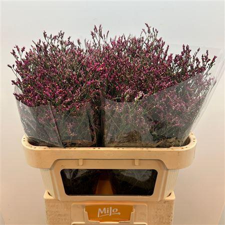 <h4>Lim Sin Scarlet Diamond 25gr</h4>