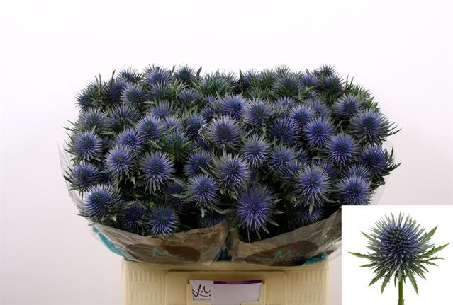 ERYNGIUM MAGNETAR QSTAR