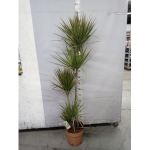 Dracaena marg. 'Bicolor'