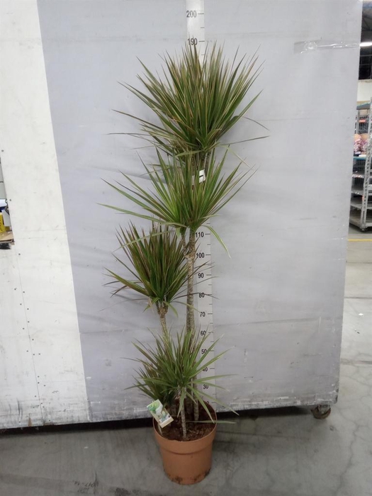 <h4>Dracaena marg. 'Bicolor'</h4>