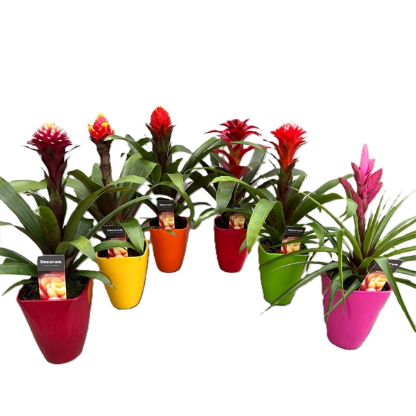 <h4>Guzmania Bolmix Exclusive Luxe Keramiek (Decorum)</h4>