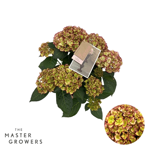 <h4>Hydrangea Macrophylla Hi Moon 5+ Flowers</h4>