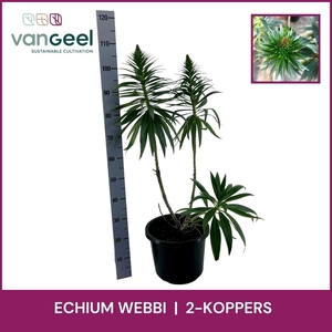 ECHIUM WEBBII
