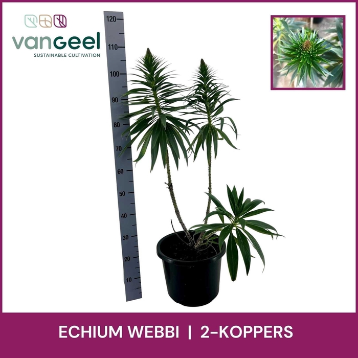 <h4>ECHIUM WEBBII</h4>