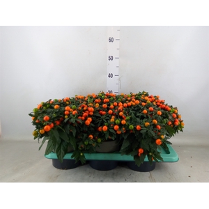 Solanum pseudocapsicum