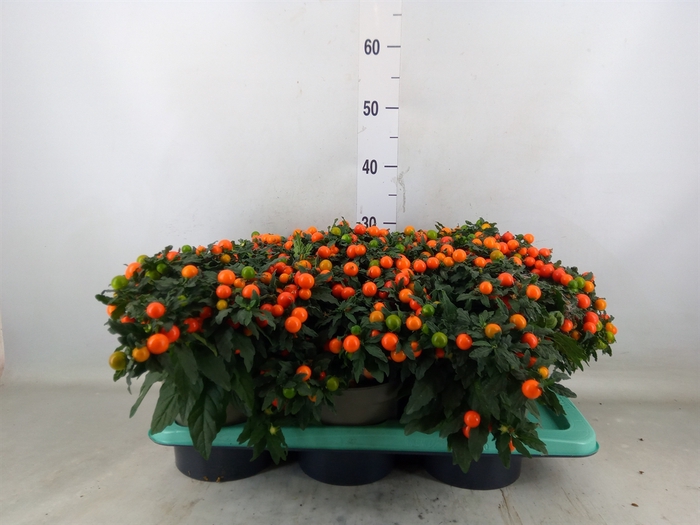 <h4>Solanum pseudocapsicum</h4>