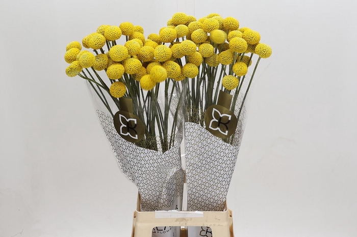 Craspedia globosa Paintball Jumbo