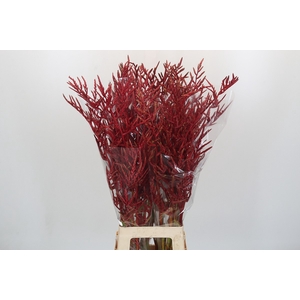 BROMELIABLOEM