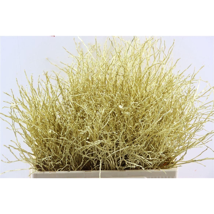 <h4>Vaccinium Kbh Gold</h4>