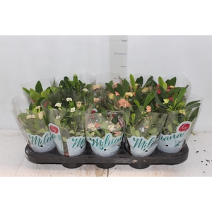 EUPHORBIA MILII MILIIANA P11