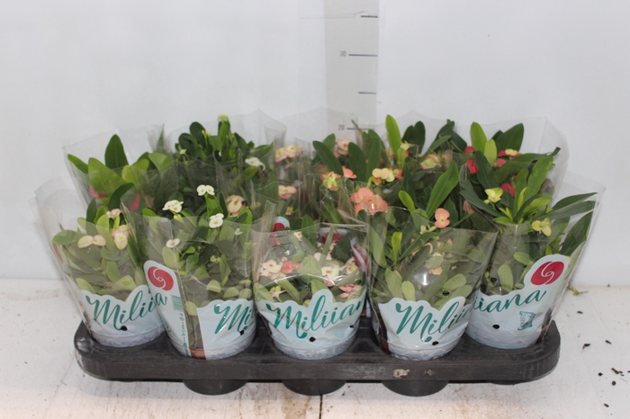 <h4>EUPHORBIA MILII MILIIANA P11</h4>