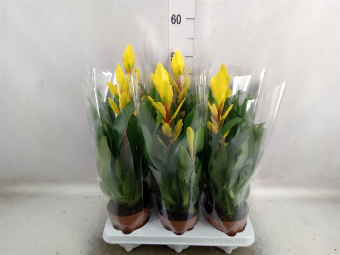 <h4>Vriesea  'Intenso Yellow Flame'</h4>