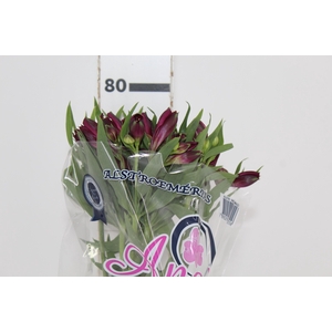 ALSTROEMERIA ANGELINA 080 CM