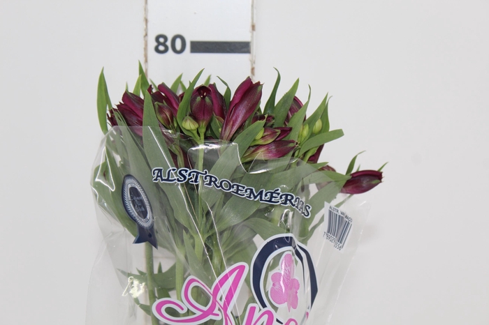 <h4>ALSTROEMERIA ANGELINA 080 CM</h4>