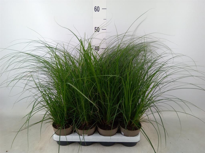 <h4>Carex brunnea</h4>