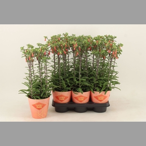 Kalanchoe HG 'Lucky Bells'
