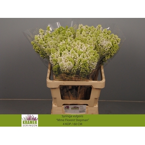 SYR V MME FL STEPMAN