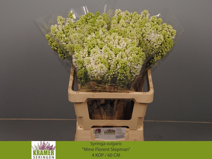 <h4>SYR V MME FL STEPMAN</h4>