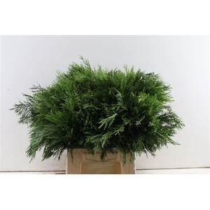 Conifeer Groen 55 Cm P Tak