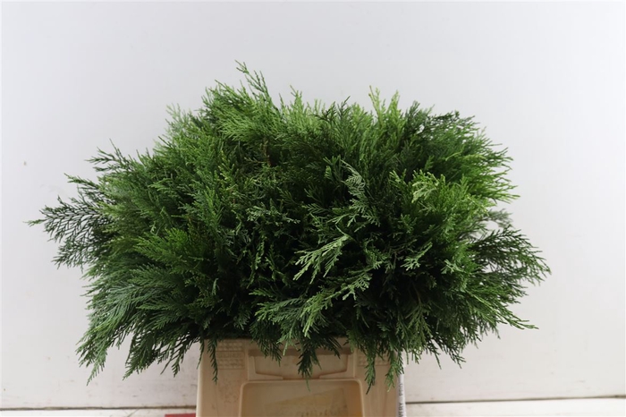 <h4>Conifeer Groen 55 Cm P Tak</h4>