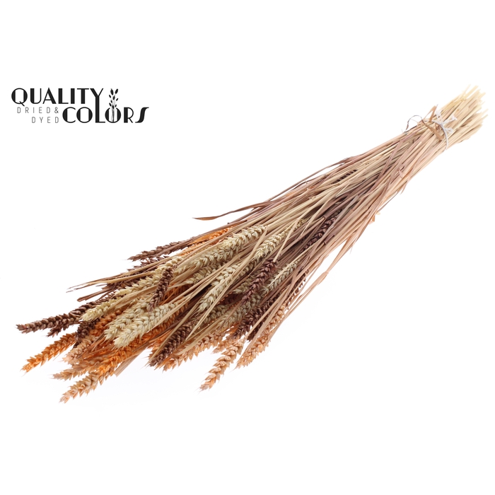 <h4>Triticum (sunbleached) per bunch colourful 3</h4>