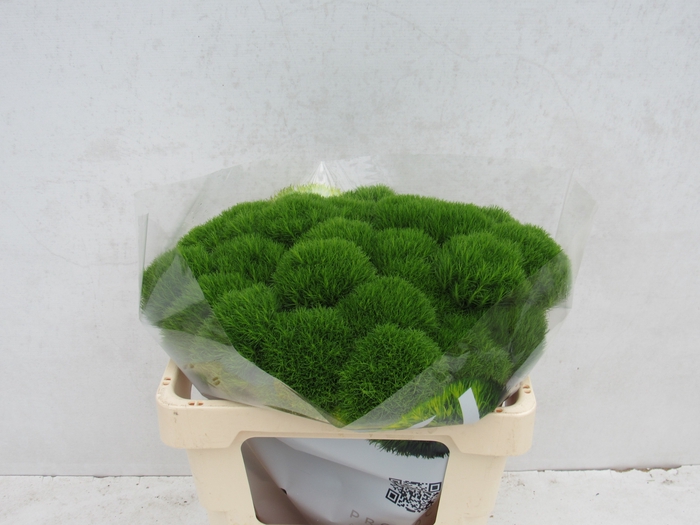 <h4>DI BARB KIWI MELLOW</h4>