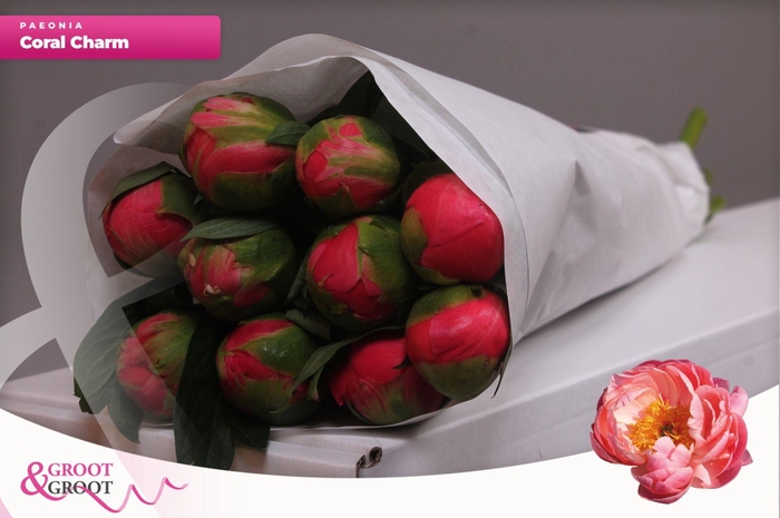 <h4>Paeonia Coral Charm | Heavy Quality</h4>