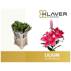 Li Or El Captain 3+ Klaver Lily