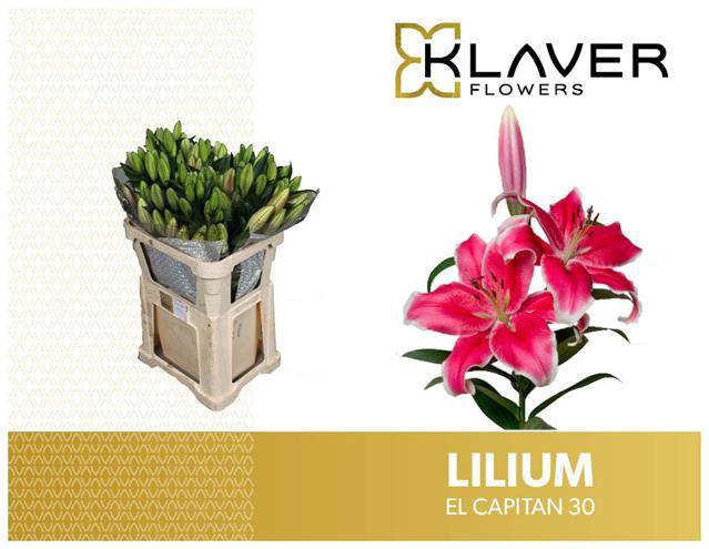 <h4>Li Or El Captain 3+ Klaver Lily</h4>