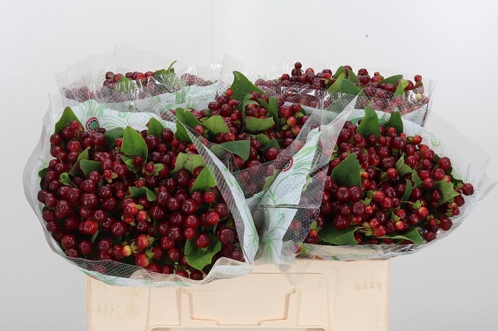 <h4>Hyp Mag Cherry</h4>