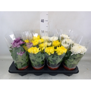 Chrysanthemum  'Cosmo'  ..mix