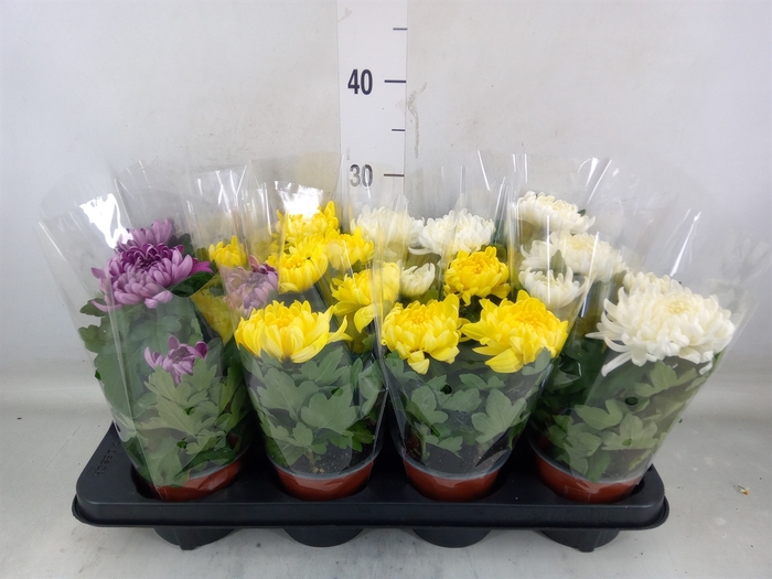 <h4>Chrysanthemum  'Cosmo'  ..mix</h4>
