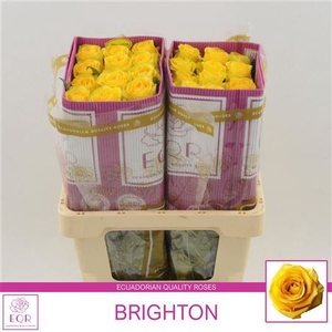 Rosa a grande fleur Brighton
