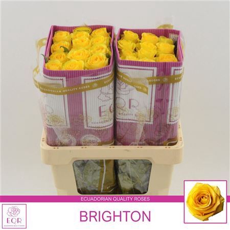 <h4>Rosa a grande fleur Brighton</h4>