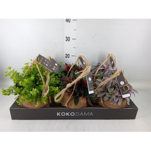 Planten Groen   ...mix  6