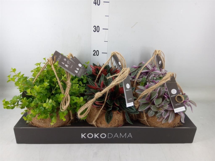 <h4>Planten Groen   ...mix  6</h4>