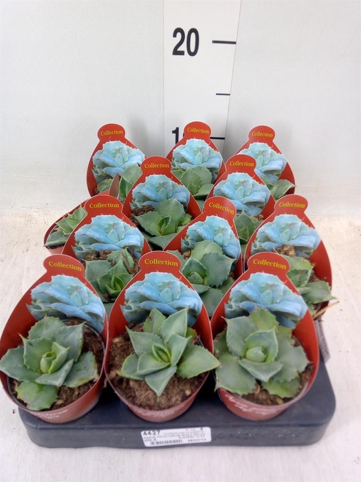 <h4>Agave potatorum</h4>