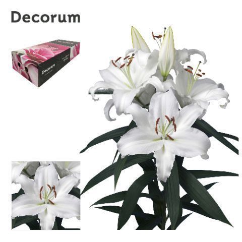 <h4>LI UNIVERSE 5+ Medium Decorum box</h4>